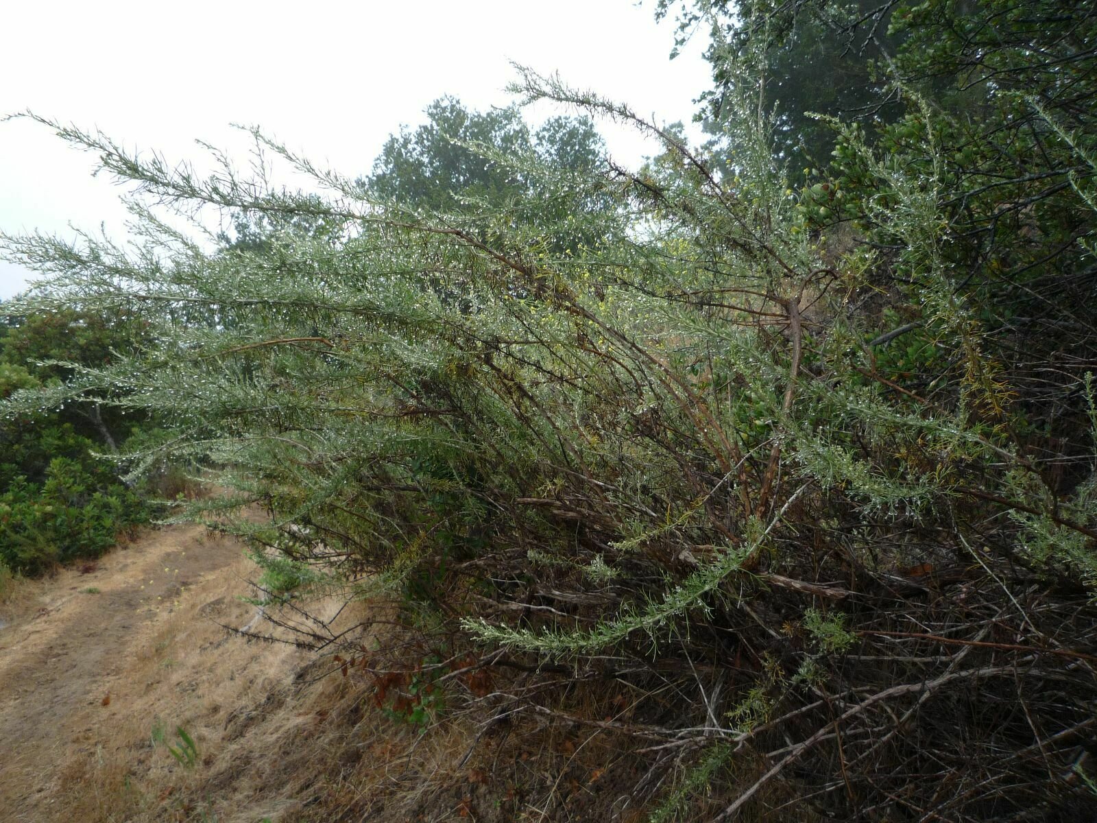 High Resolution Artemisia californica Plant